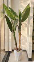 Strelitzia "Oiseau de paradis" 02
