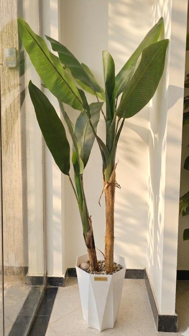 Strelitzia "Oiseau de paradis" 02